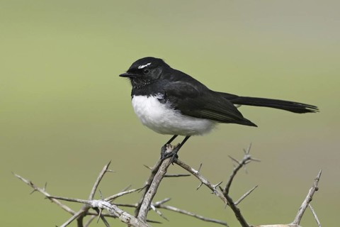 Willie Wagtail (Rhipidura leucophrys), Victoria, Australia