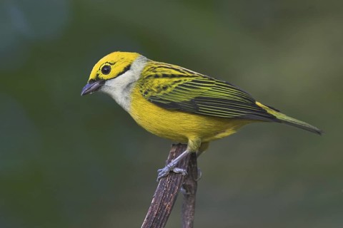 Silver-throated Tanager (Tangara icterocephala), Costa Rica