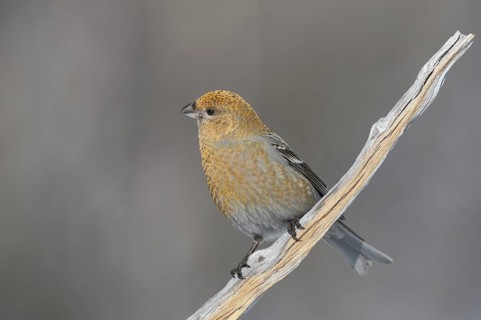 Pine Grosbeak (Pinicola enucleator) female, Varanger, Norway