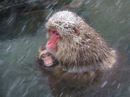 Snow monkey (Macaca fuscata)