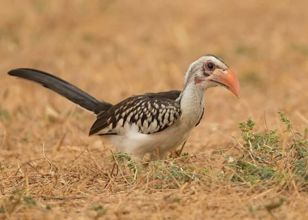 Western Red-billed Hornbill (Tockus kempi), Gambia