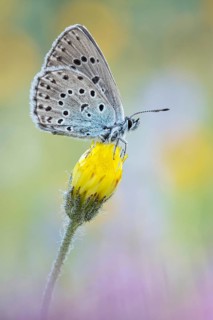 Quendel-Ameisenbläuling (Phengaris arion) auch Schwarzgefleckter Bläuling oder