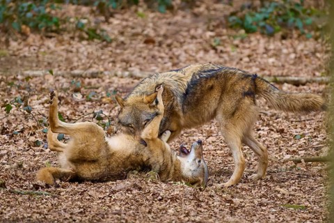 Two wolves playing in the foliage of a forest, one lying on its back while the other stands over