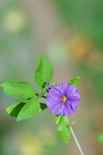 Blue potato tree (Lycianthes rantonnetii), gentian tree, blossom, close-up, Wilden, North