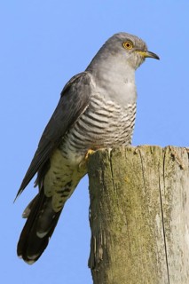 Common Cuckoo (Cuculus canorus), Peniche, Portugal