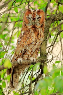Tawny Owl (Strix aluco) male perched in tree, Andalusia, Spain