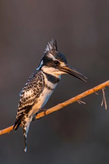 Pied kingfisher (Ceryle rudis), River ingfisher, Israel, Middle East