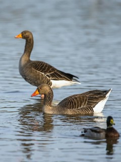 Greylag Goose, Anser anser, birds in flight over winter marshes