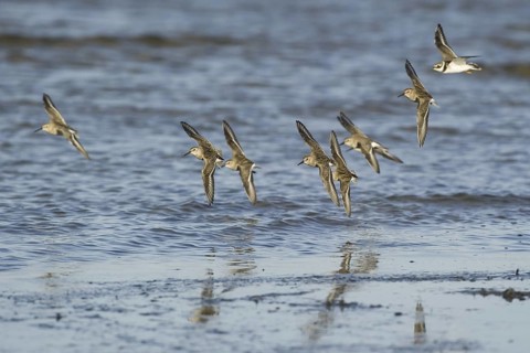 Dunlin (Calidris alpina) flying, Mecklenburg-Western Pomerania, Germany