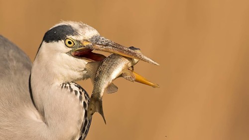 Grey Heron (Ardea cinerea) with fish prey in its beak, Hungary