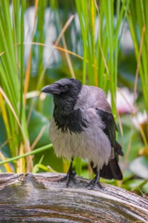 An adult hooded crow (Corvus cornix), sits on a branch in a garden pond