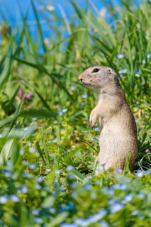 A fully grown ground squirrel (Spermophilus citellus) stands upright on a sunny day in a green