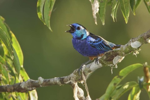 Opal-rumped Tanager (Tangara velia) perched on a branch in Ecuador, South America