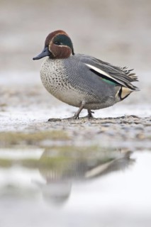 Eurasian Teal (Anas crecca) male, Norkolk, United Kingdom