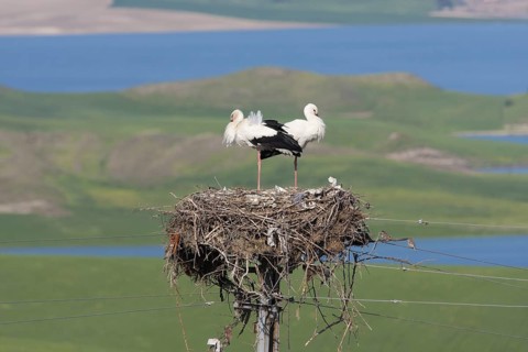 White Stork (Ciconia ciconia) nest, Turkey