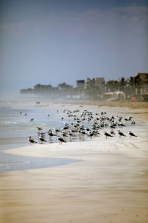 Seagulls on Taqah Beach or beach, Taqah, Dhofar Province, Oman
