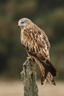 Red Kite (Milvus milvus), perched on a branch, Castile and Leon, Spain