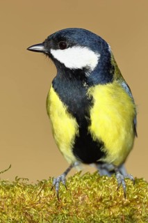 Great tit (Parus major), sitting on moss-covered dead wood, Wilnsdorf, North Rhine-Westphalia,