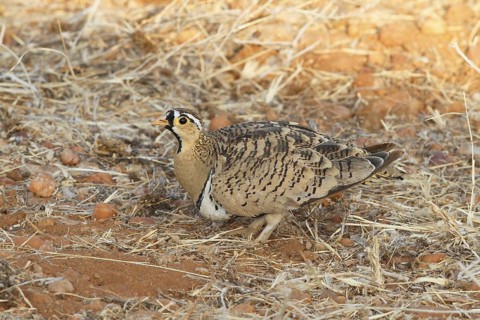 Black-faced Sandgrouse (Pterocles decoratus) male, Samburu, Kenya