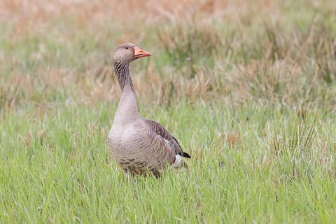 Grey goose (Anser anser) on a moor, Dümmer, Lake Dümmer, Ochsenmoor, Hüde, Lower Saxony, Germany