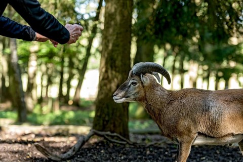 Person photographing a European mouflon (Ovis gmelini musimon) mouflon in a sunlit forest, male