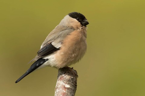 Eurasian Bullfinch (Pyrrhula pyrrhula) female, Rhineland-Palatinate, Germany