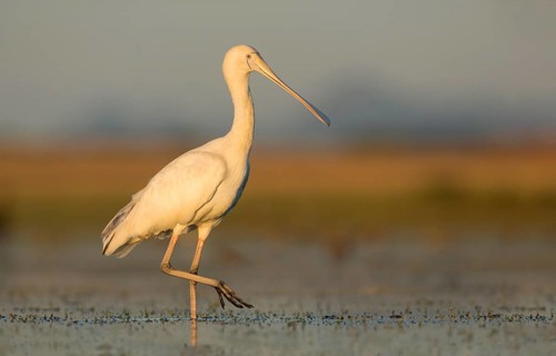 Yellow-billed Spoonbill (Platalea flavipes) foraging, Victoria, Australia