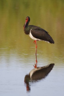 Black Stork (Ciconia nigra) foraging, Greece