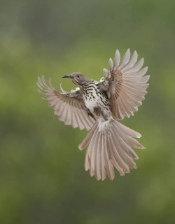 Long-billed Thrasher (Toxostoma longirostre) flying, Texas, USA