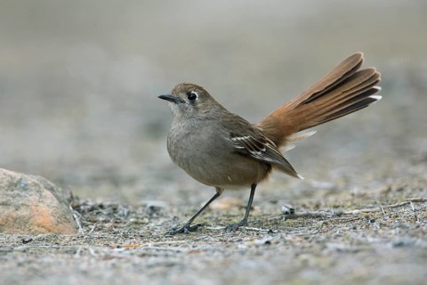Southern Scrub Robin (Drymodes brunneopygia) perched on the ground, South Australia, Australia