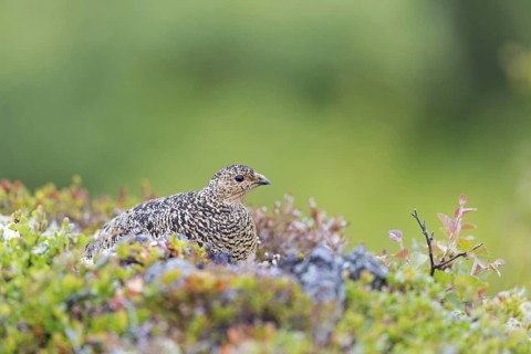 Rock ptarmigan, (Lagopus mutus), Animals, Birds, Hen with chicks, Pheasant family, Reykjahlíð,