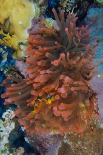 Fluorescent bubble anemone (Entacmaea quadricolor)