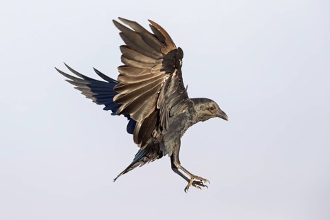 Bristle-billed Raven, (Corus rphidurus), Fan-billed Raven, passerine bird, raven family, Jabal