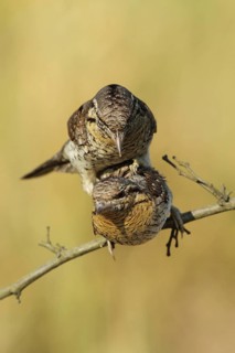 Eurasian Wryneck (Jynx torquilla) pair mating, Baden-Wuerttemberg, Germany
