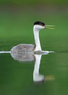 Western Grebe (Aechmophorus occidentalis) calling, Colorado, USA