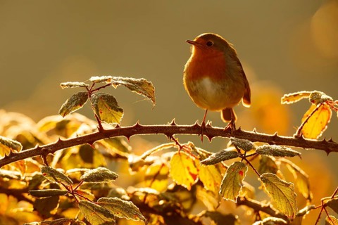 European Robin (Erithacus rubecula), Asturias, Spain