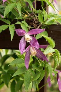 Clematis alpina 'Ruby', Grüne Aue 7, Germany