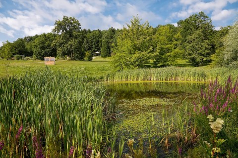 Pond, wetland, pond, body of water, small lake, grasses, meadow, lawn, Ulm University Botanical