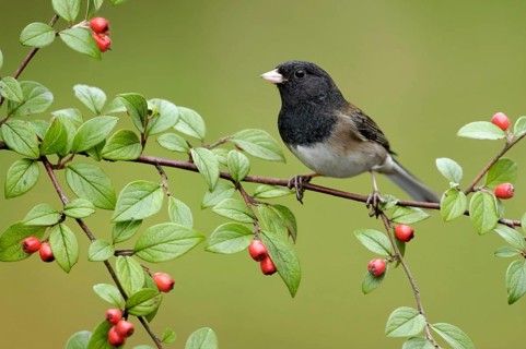 Oregon Junco (Junco hyemalis oreganus), British Columbia, Canada