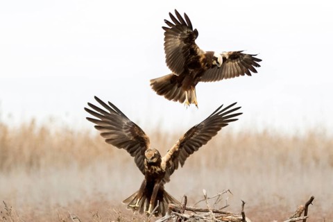 Western Marsh Harrier (Circus aeruginosus) female quarreling, Castile-La Mancha, Spain