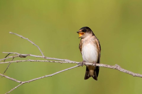 Tree Martin (Petrochelidon nigricans) singing, Victoria, Australia