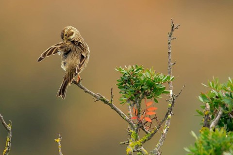 Corn Bunting (Emberiza calandra) preening, perched on a branch, Andalusia, Spain