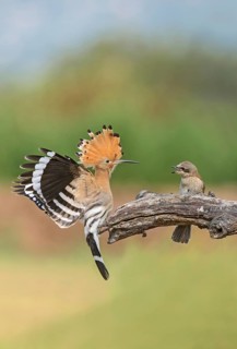 Eurasian Hoopoe & Red-backed Shrike (Upupa epops & Lanius collurio) perched on a branch, Aosta