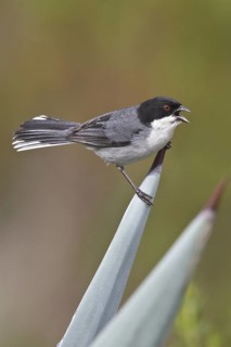 Black-capped Warbling-Finch (Poospiza melanoleuca) perched on a branch in Bolivia, South America