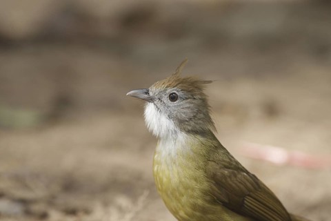 Puff-throated Bulbul (Alophoixus pallidus), Chaiyaphum, Thailand