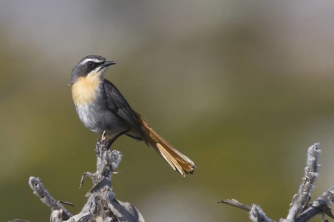 Cape Robin-Chat (Cossypha caffra), Western Cape, South Africa
