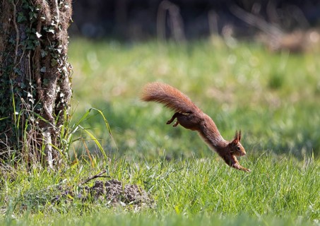 Squirrel (Sciurus vulgaris) jumps from a tree trunk, flies through the air and lands in a green