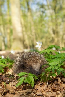 European hedgehog (Erinaceus europaeus) adult animal in a woodland in spring, Suffolk, England,