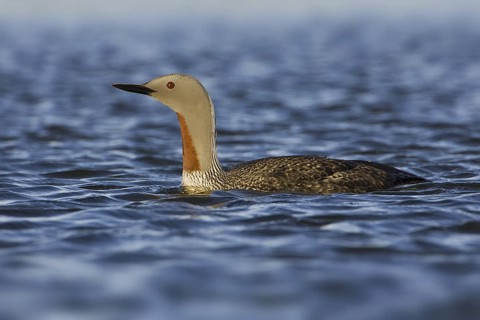 Red-throated Loon (Gavia stellata), Iceland