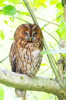 Tawny owl (Strix aluco) sitting on a branch, Bavaria, Germany